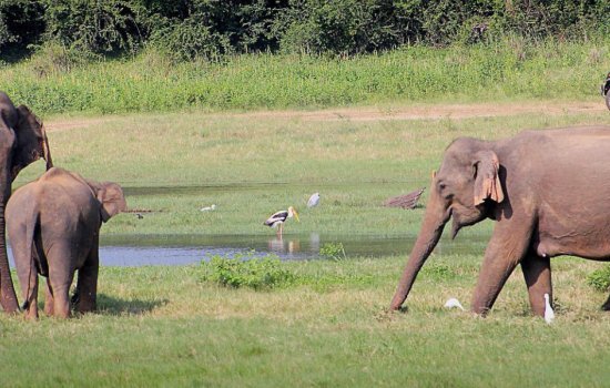 Sri Lanka